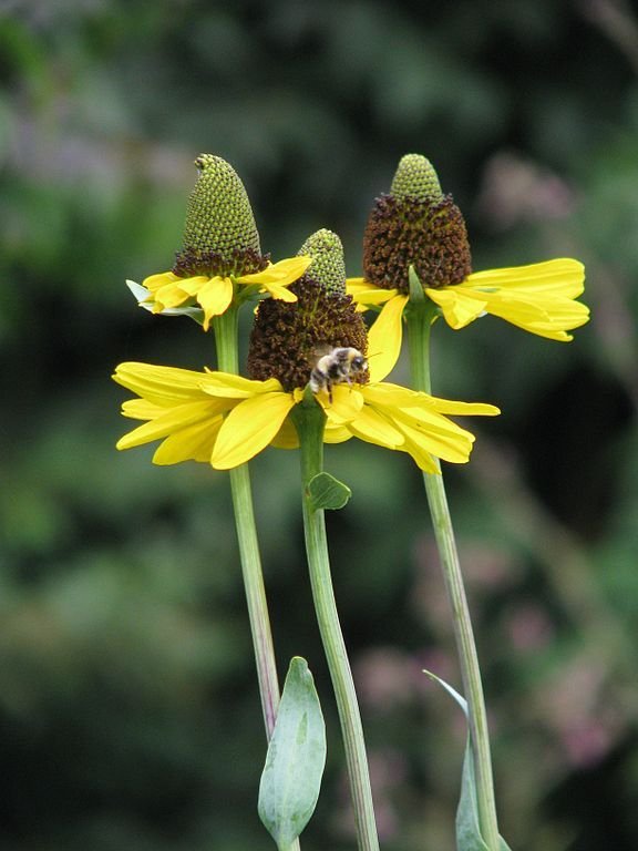 Onde plantar Rudbeckia maxima (Rudbeckia maxima)_2