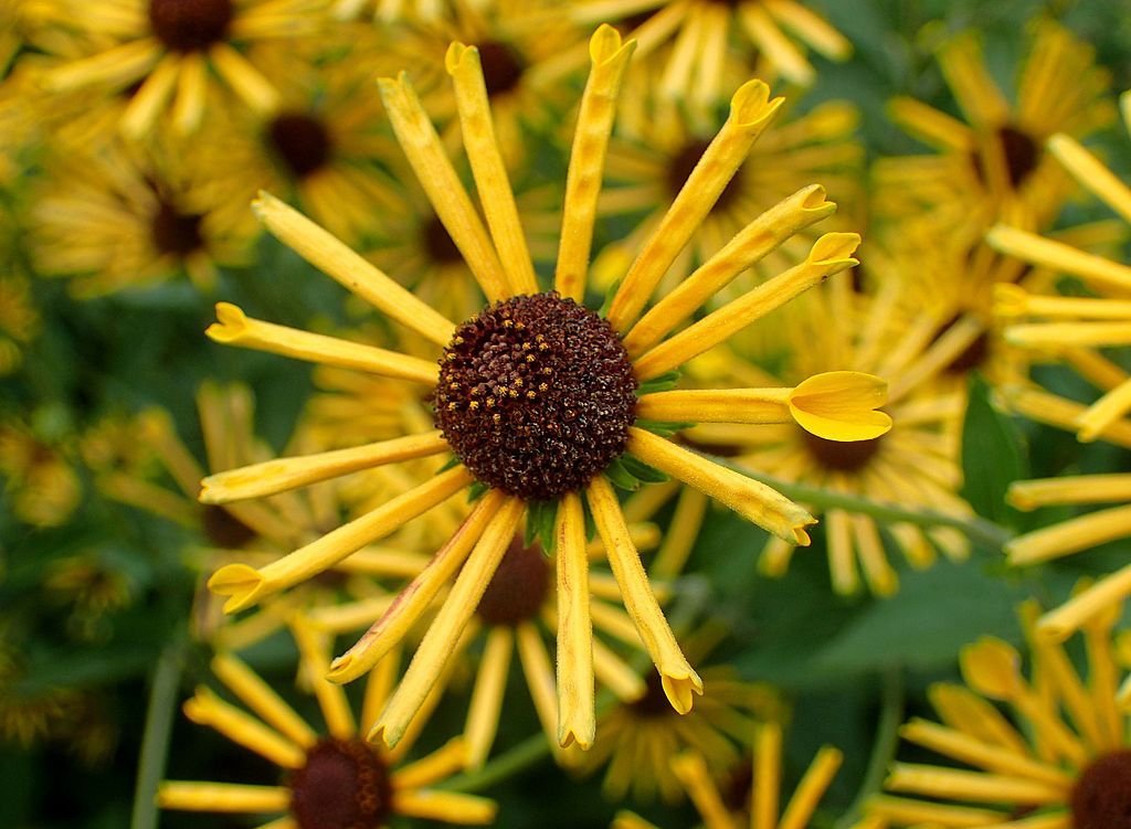 Rudbeckia subtomentosa 'Henry Eilers' (Rudbeckia subtomentosa 'Henry Eilers')
