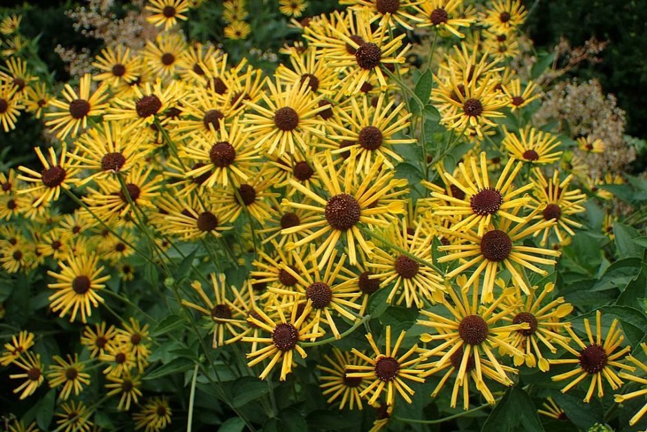Como plantar Rudbeckia subtomentosa 'Henry Eilers' (Rudbeckia subtomentosa 'Henry Eilers')_1
