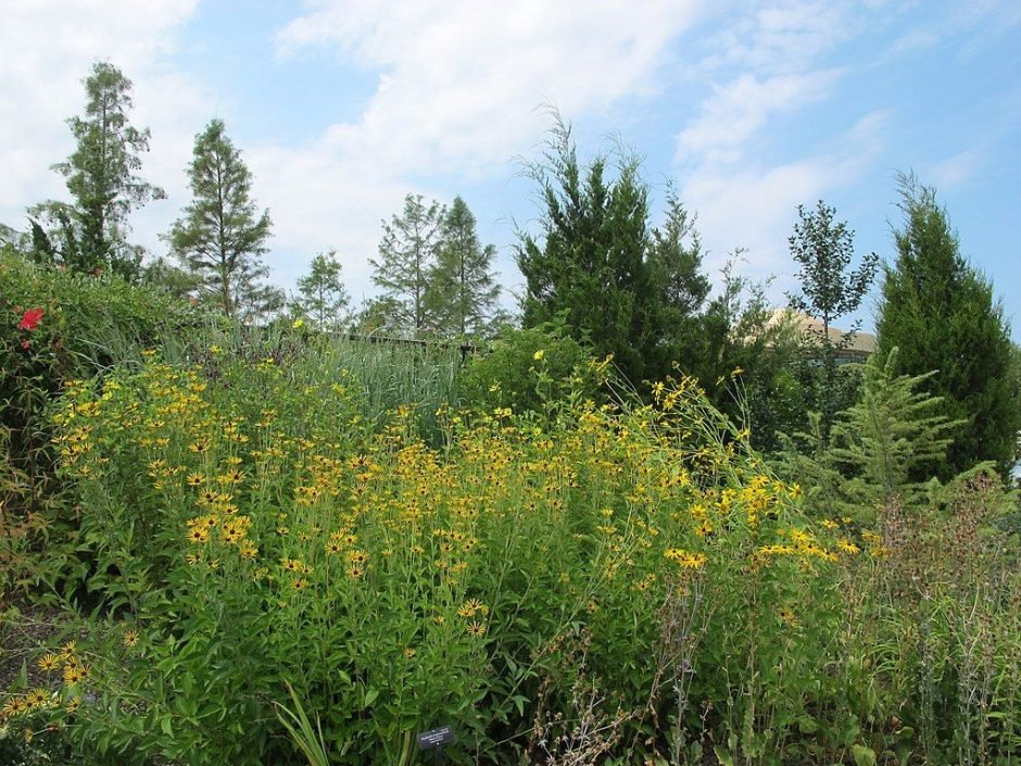 Onde plantar Rudbeckia subtomentosa 'Henry Eilers' (Rudbeckia subtomentosa 'Henry Eilers')_2