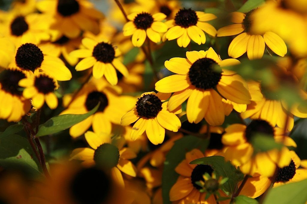 Rudbeckia triloba (Rudbeckia triloba)