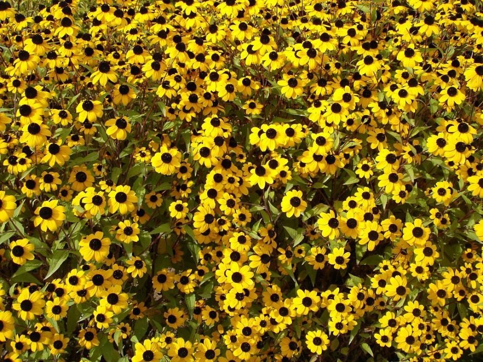 Como plantar Rudbeckia triloba (Rudbeckia triloba)_1