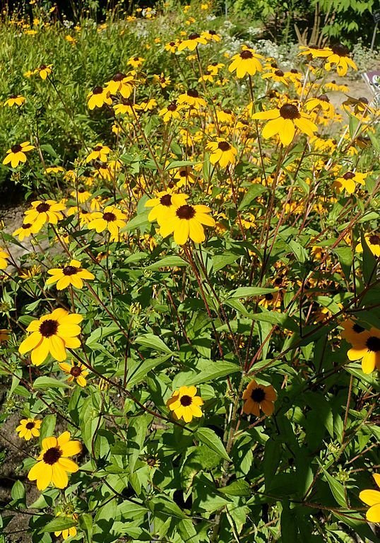 Onde plantar Rudbeckia triloba (Rudbeckia triloba)_2