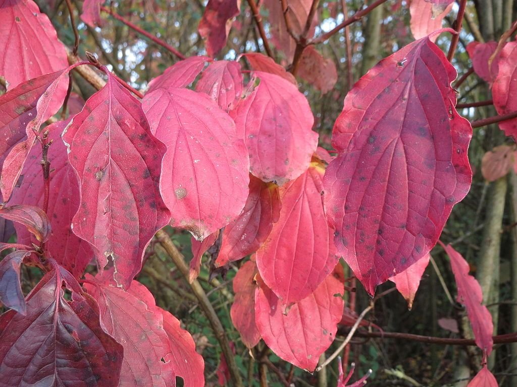 Sanguinho (Cornus sanguinea)
