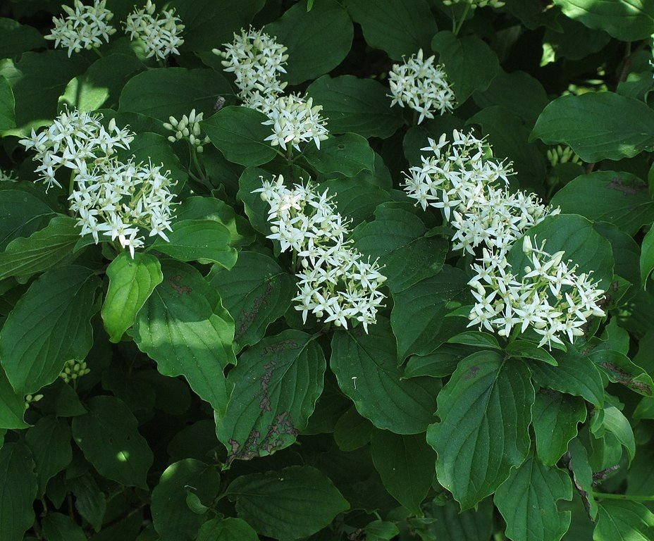 Como plantar Sanguinho (Cornus sanguinea)_1