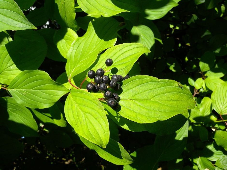 Onde plantar Sanguinho (Cornus sanguinea)_2