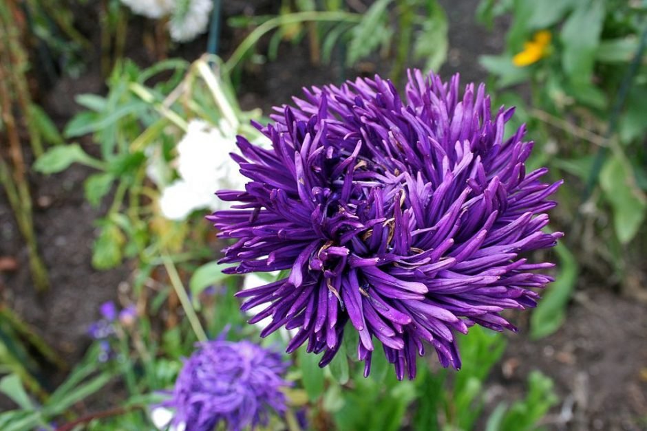 Como plantar Sécia (Callistephus chinensis)_1