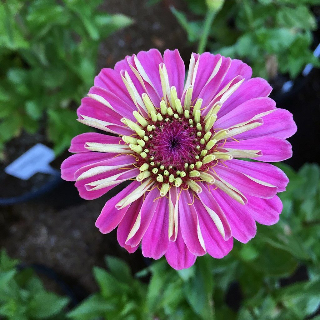 Zínia 'Benary's Giant Bright Pink' (Zinnia elegans 'Benary's Giant Bright Pink')