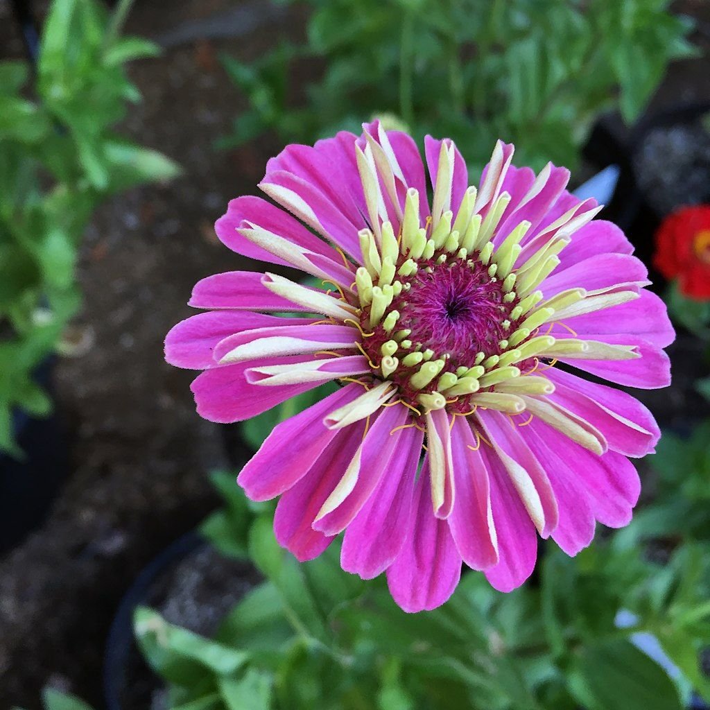 Zínia 'Benary's Giant Lilac' (Zinnia elegans 'Benary's Giant Lilac')