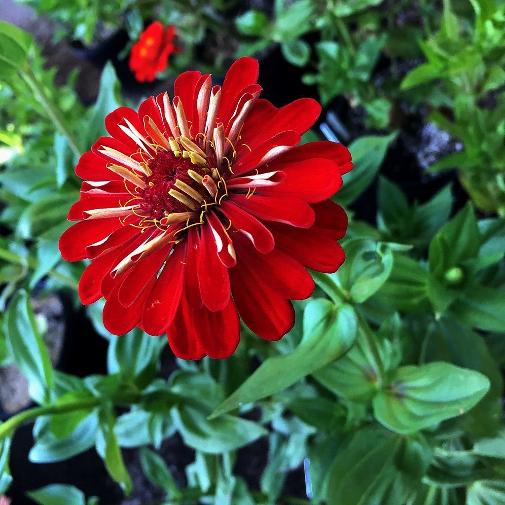 Zínia 'Benary's Giant Scarlet' (Zinnia elegans 'Benary's Giant Scarlet')