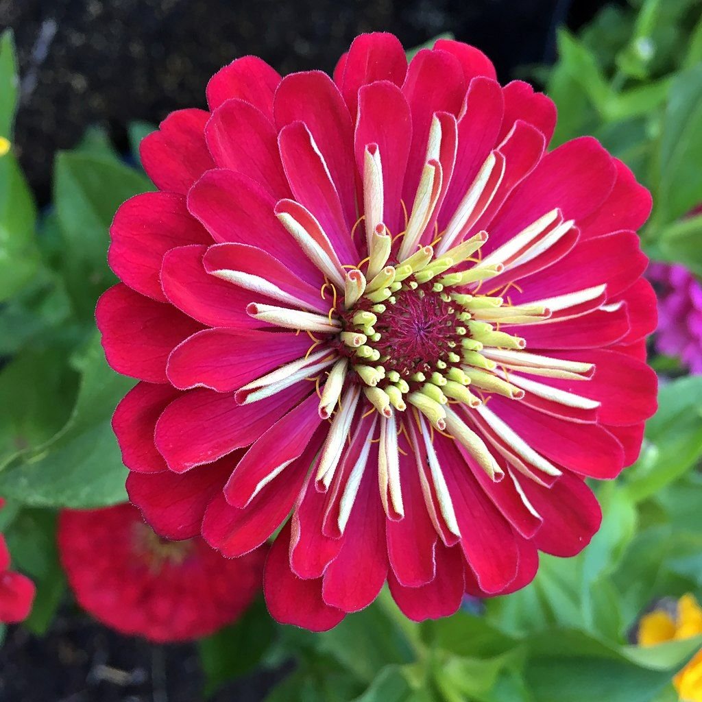 Zínia Dreamland (Zinnia elegans Dreamland)