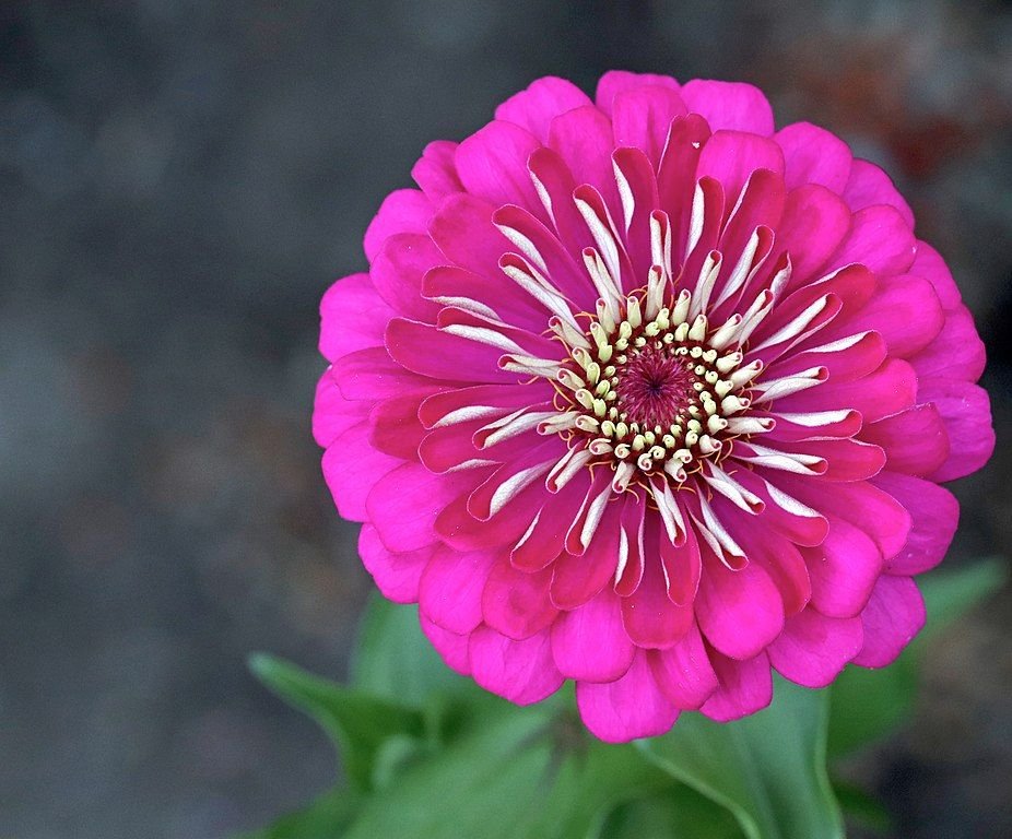 Onde plantar Zínia Dreamland (Zinnia elegans Dreamland)_2