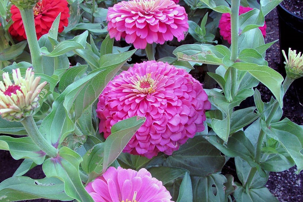 Zínia 'Magellan Pink' (Zinnia elegans 'Magellan Pink') - como plantar