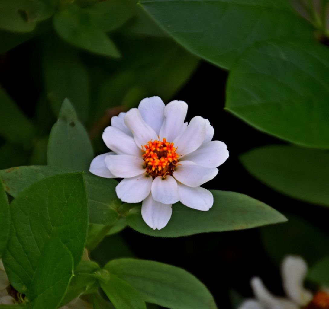 Zínia 'Profusion White' (Zinnia 'Profusion White')