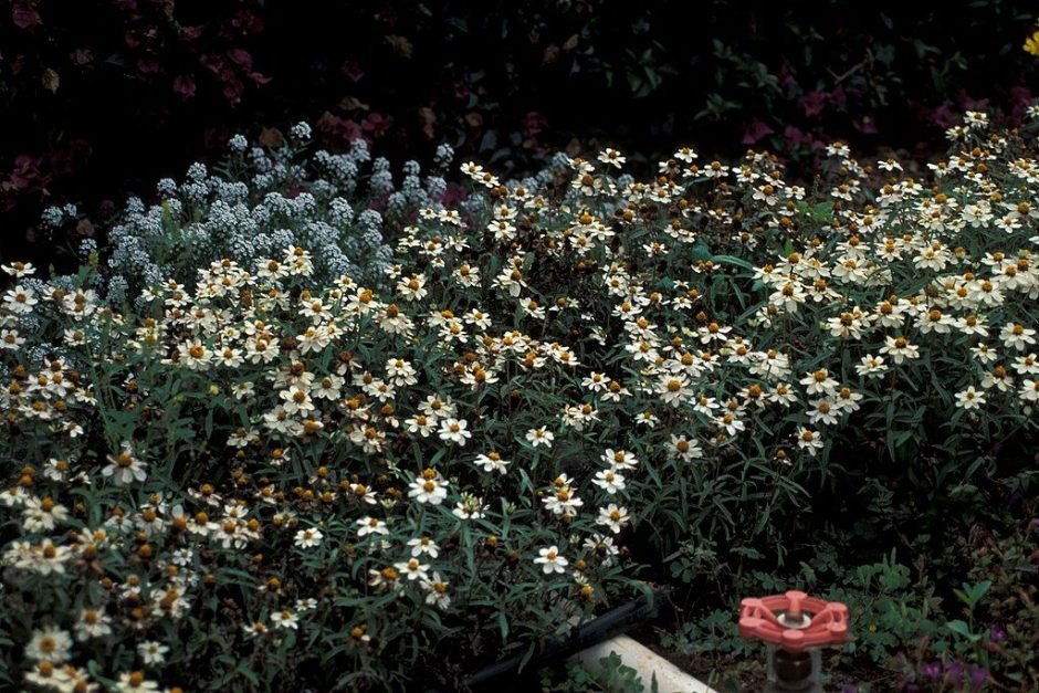 Como plantar Zínia 'Profusion White' (Zinnia 'Profusion White')_1