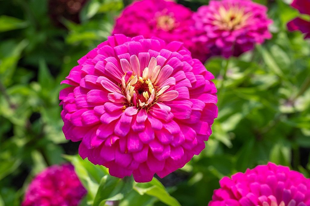 Zínia 'Uproar Rose' (Zinnia elegans 'Uproar Rose') - como plantar