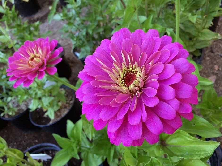 Como plantar Zínia 'Uproar Rose' (Zinnia elegans 'Uproar Rose')_1
