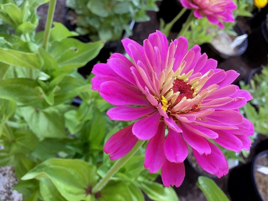 Onde plantar Zínia 'Uproar Rose' (Zinnia elegans 'Uproar Rose')_2