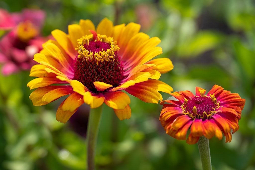 Zínia Whirligig (Zinnia elegans Whirligig)