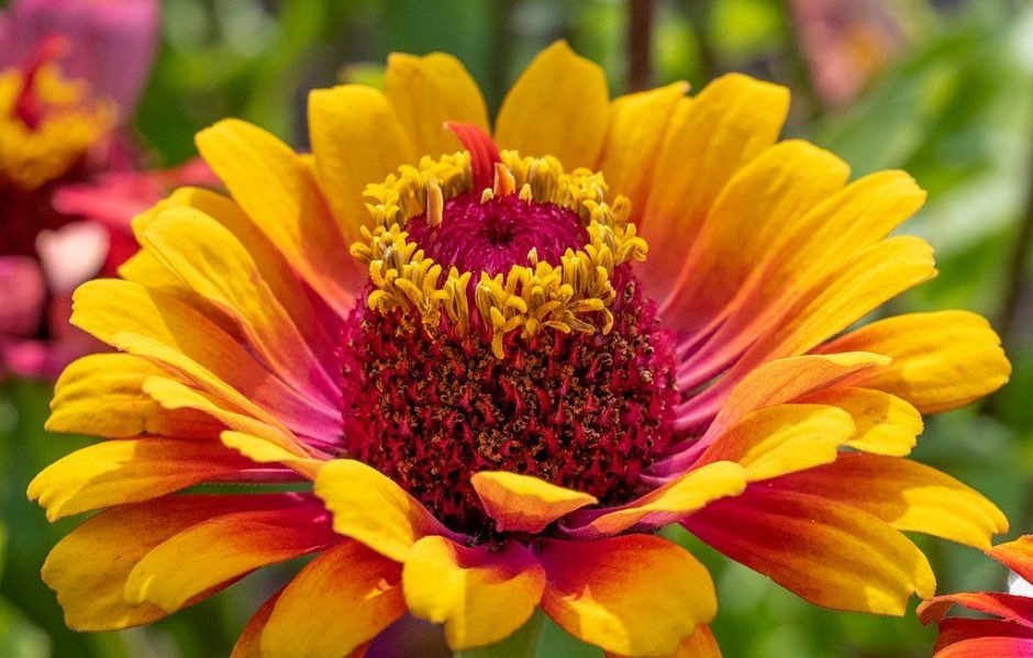 Como plantar Zínia Whirligig (Zinnia elegans Whirligig)_1