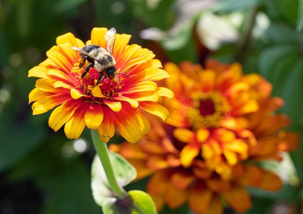 Zínia 'Zowie! Yellow Flame' (Zinnia elegans 'Zowie! Yellow Flame')