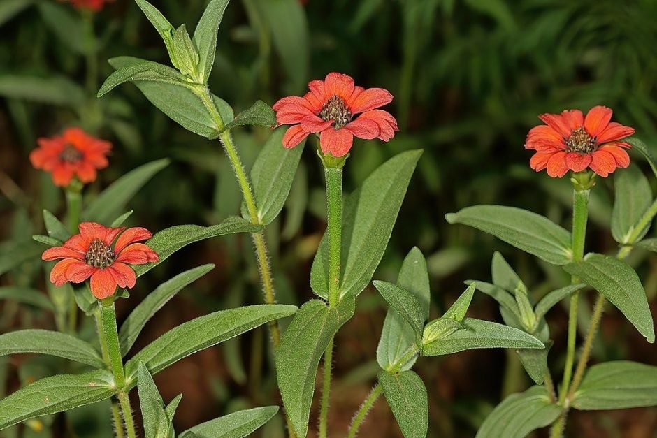 Como plantar Zínia peruana (Zinnia peruviana)_1