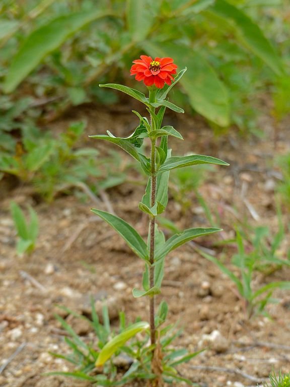 Onde plantar Zínia peruana (Zinnia peruviana)_2