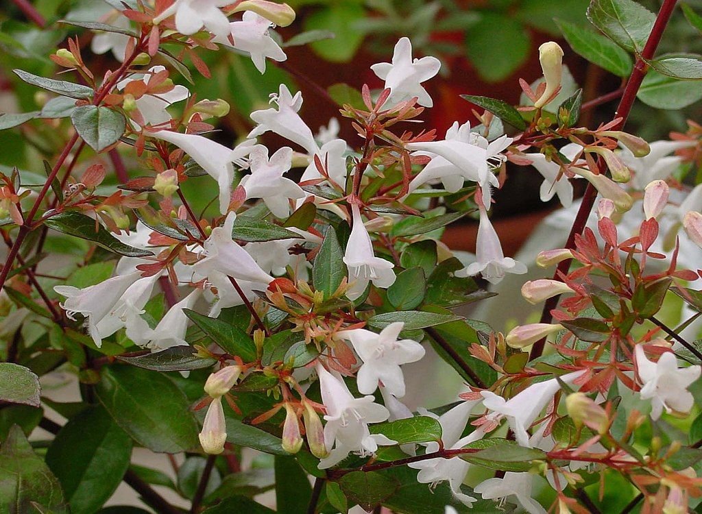 Abélia (Abelia × grandiflora)