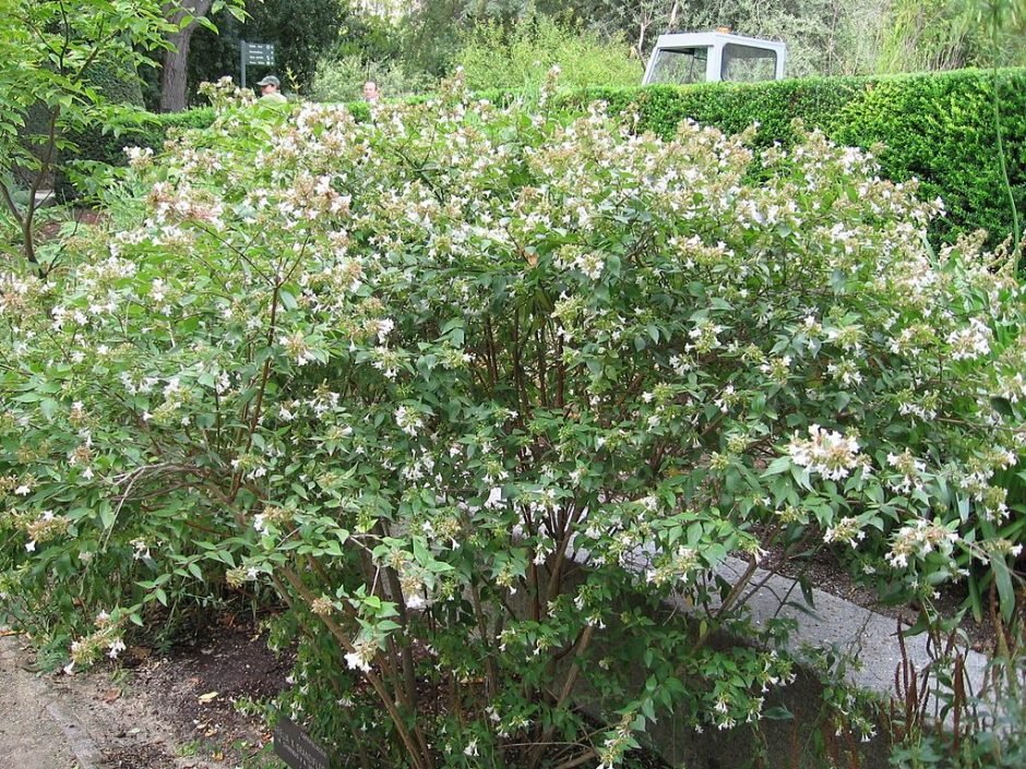 Como plantar Abélia (Abelia × grandiflora)_1