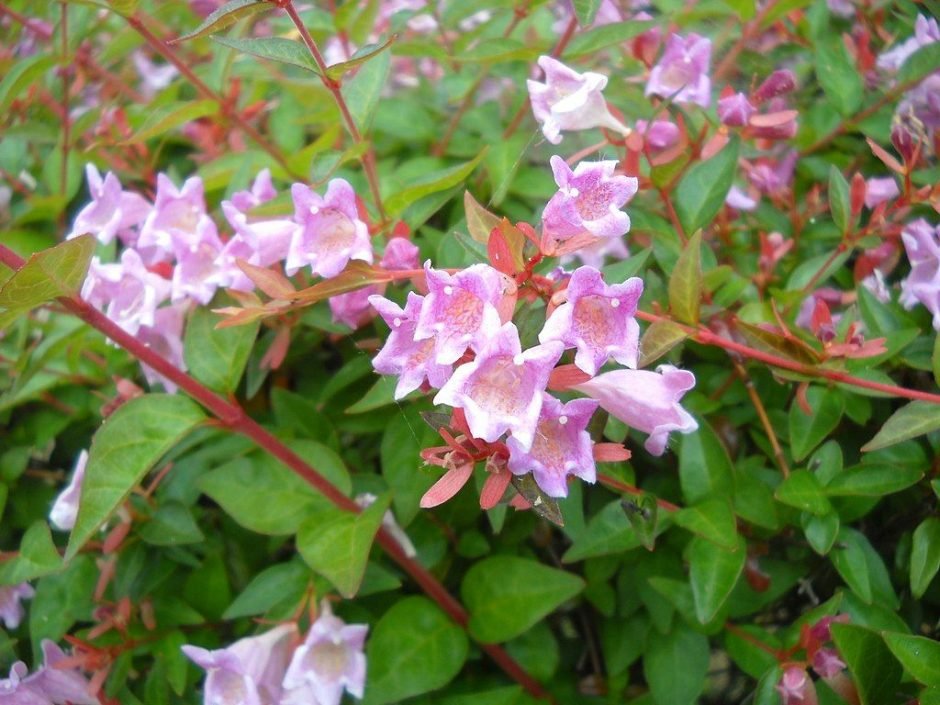 Onde plantar Abélia (Abelia × grandiflora)_2