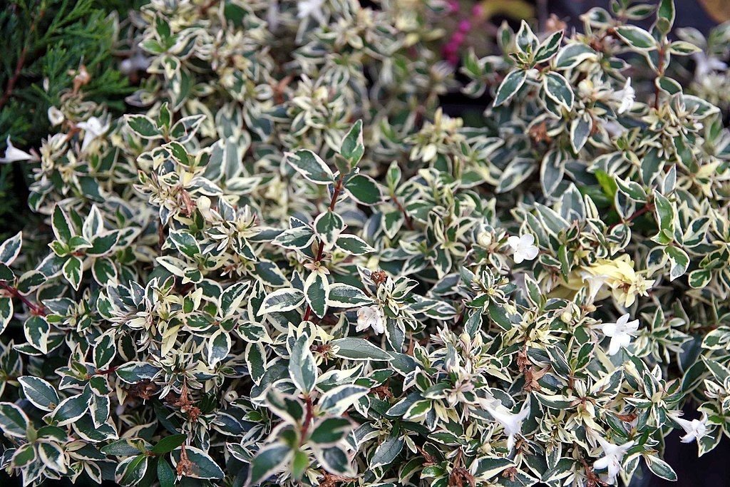 Abélia 'Conti' (Abelia × grandiflora Confetti 'Conti')
