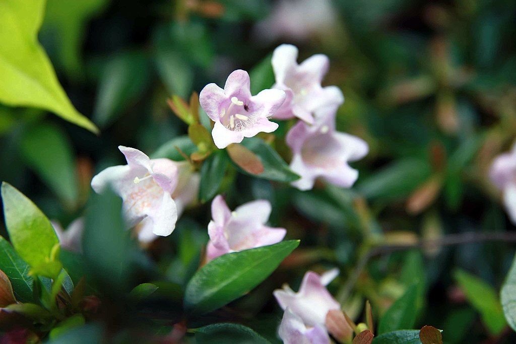 Abélia 'Edward Goucher' (Abelia 'Edward Goucher')