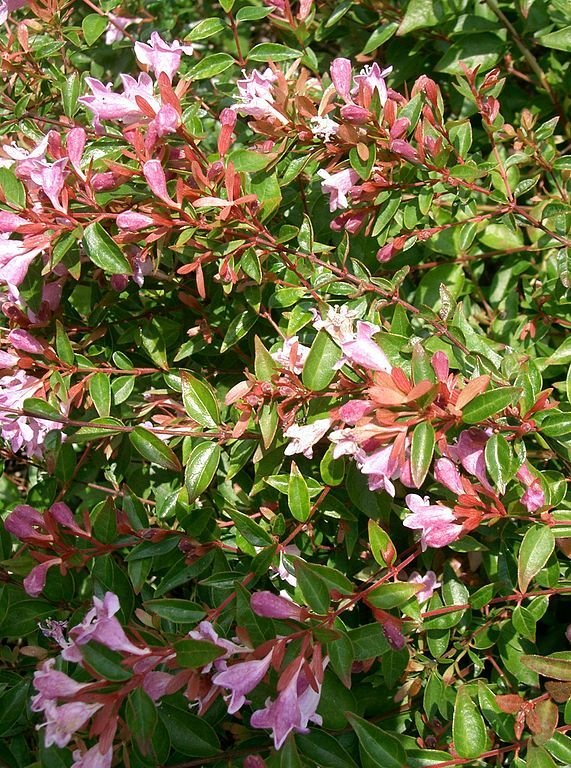 Como plantar Abélia 'Edward Goucher' (Abelia 'Edward Goucher')_1