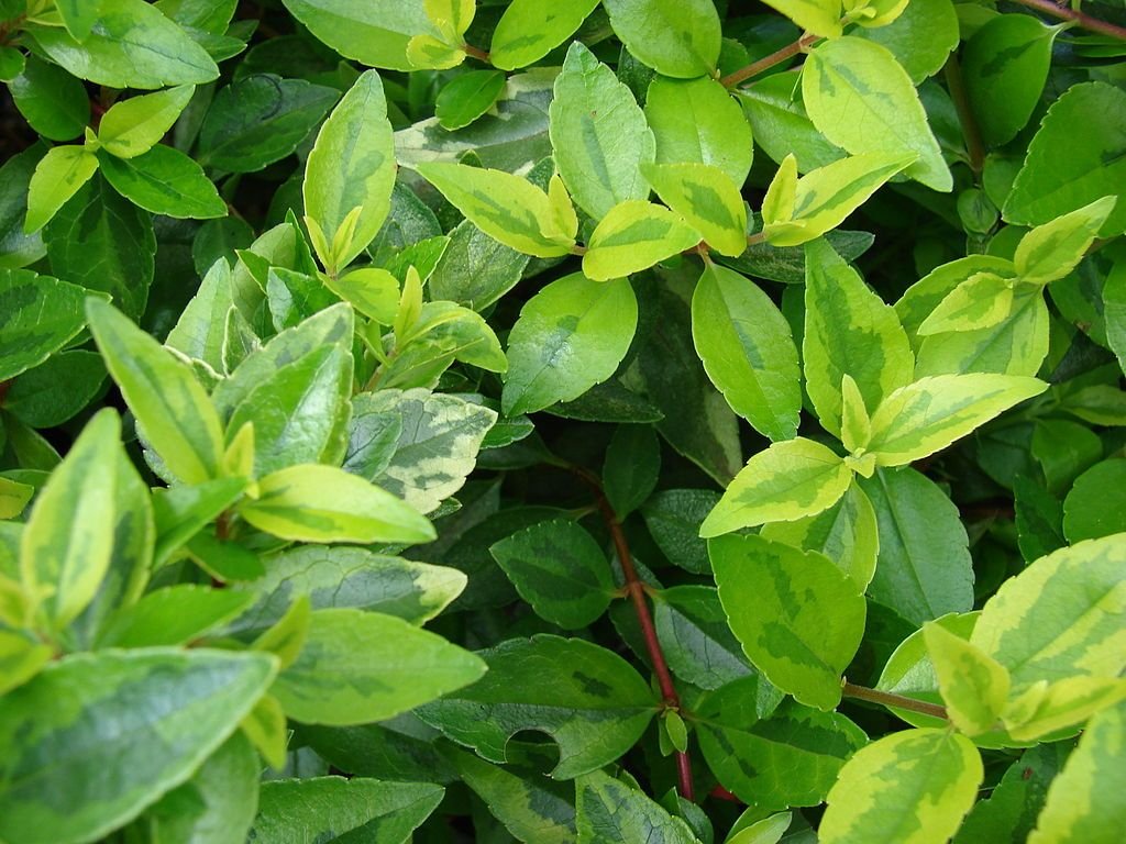 Abélia 'Kaleidoscope' (Abelia × grandiflora 'Kaleidoscope')