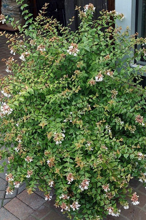 Como plantar Abélia 'Kaleidoscope' (Abelia × grandiflora 'Kaleidoscope')_1
