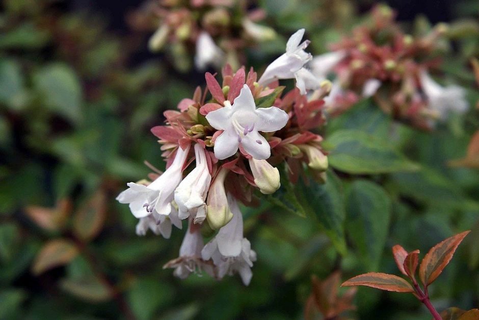 Onde plantar Abélia 'Kaleidoscope' (Abelia × grandiflora 'Kaleidoscope')_2
