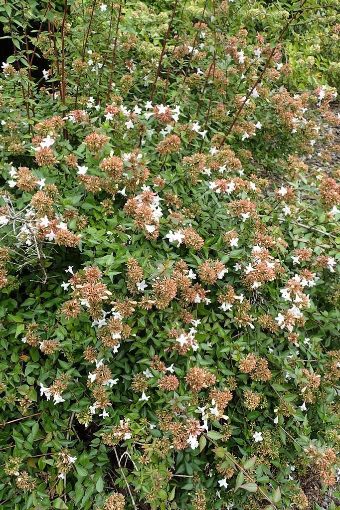 Abélia 'Sherwoodii' (Abelia × grandiflora 'Sherwoodii')