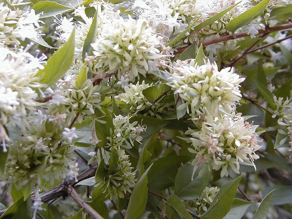 Abélia da China (Abelia chinensis R. Br.)