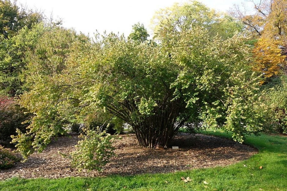 Como plantar Abélia da China (Abelia chinensis R. Br.)_1