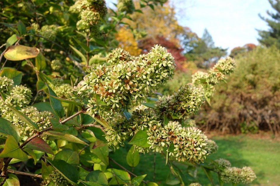 Onde plantar Abélia da China (Abelia chinensis R. Br.)_2