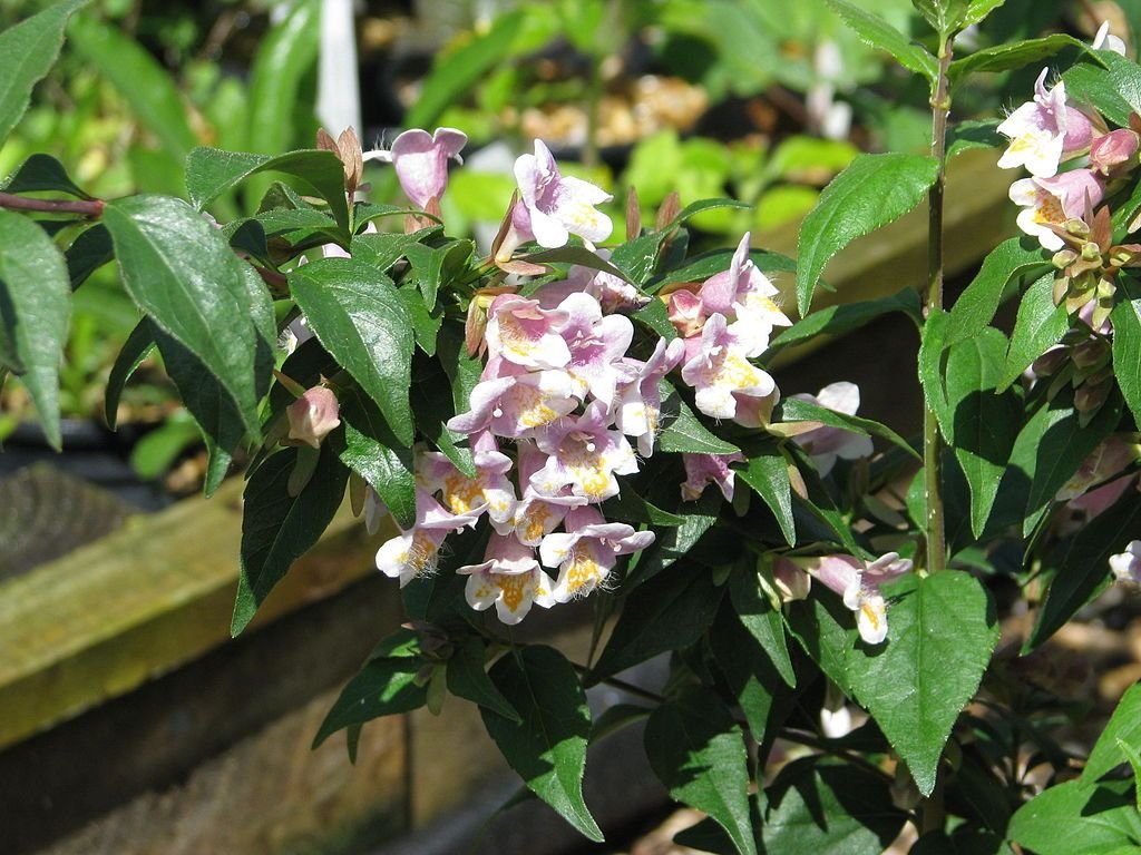Abelia engleriana (Abelia engleriana)