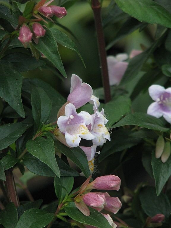 Como plantar Abelia engleriana (Abelia engleriana)_1