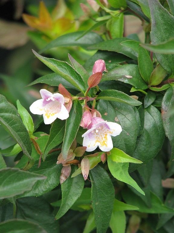 Onde plantar Abelia engleriana (Abelia engleriana)_2