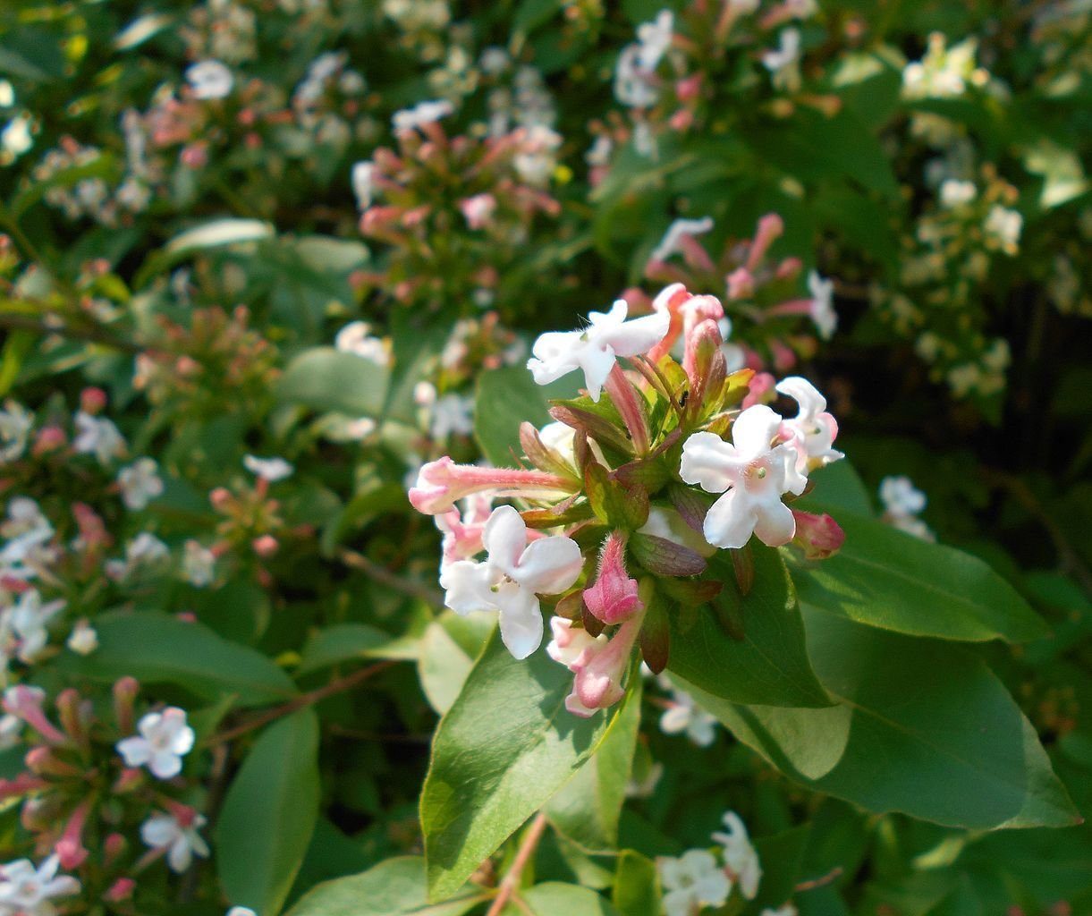 Abélia perfumada (Abelia mosanensis)