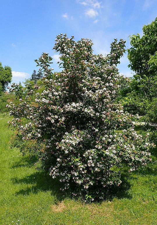 Como plantar Abélia perfumada (Abelia mosanensis)_1
