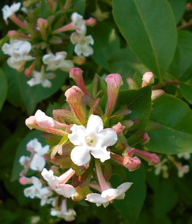 Onde plantar Abélia perfumada (Abelia mosanensis)_2