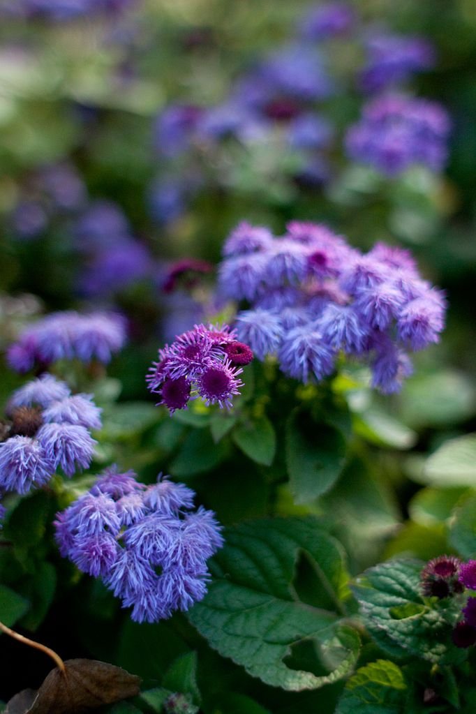 Agerato 'Blue Danube' (Ageratum houstonianum 'Blue Danube')