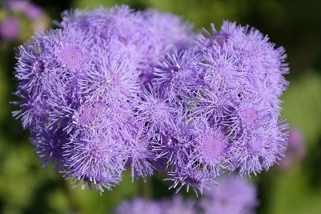 Agerato 'Blue Horizon' (Ageratum houstonianum 'Blue Horizon')