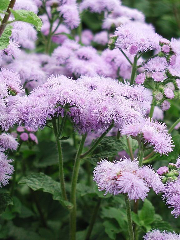 Onde plantar Agerato 'Blue Horizon' (Ageratum houstonianum 'Blue Horizon')_2