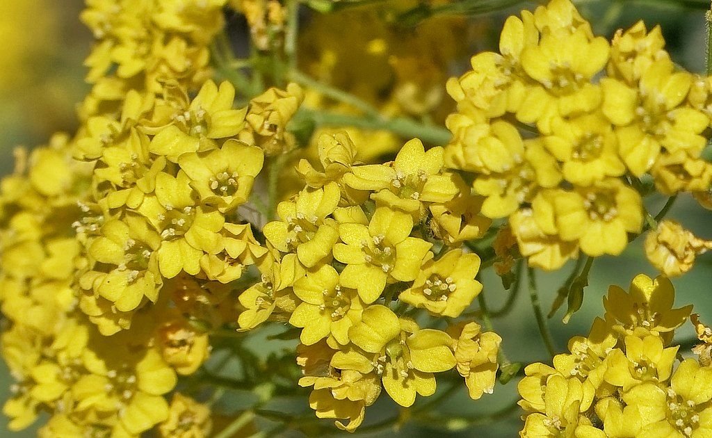 Alyssum montanum (Alyssum montanum)